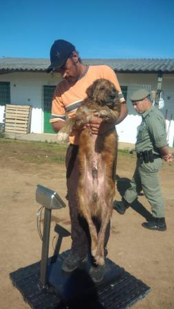 Pesagem dos animais / Foto: Divulgação