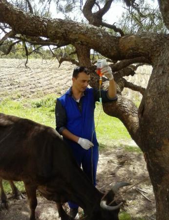 O médico veterinário Giovane da Silva em atendimento em uma propriedade de Hulha Negra / Foto: Divulgação