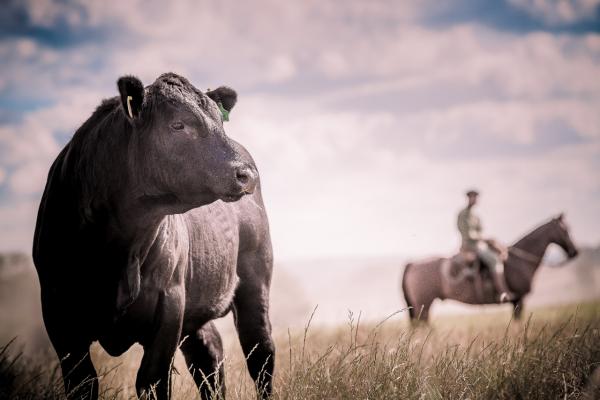 Raça Angus / Foto: Fagner Almeida