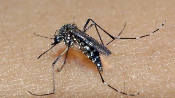 Aedes Aegypti / Foto: Divulgação/Cevs 