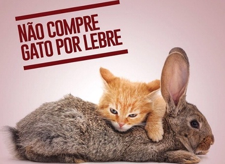 Imagem captada web