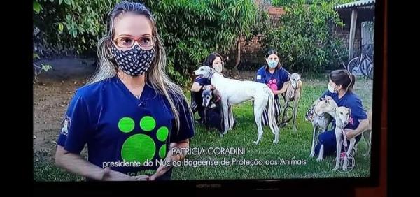 Vídeo apresentado na RBS TV, matéria sobre galgos / Foto: Reprodução